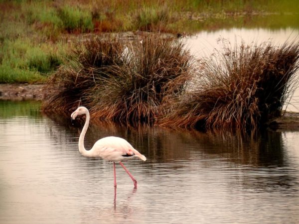 Montenegro: Ulcinj Salina – the value of money or the value of nature?