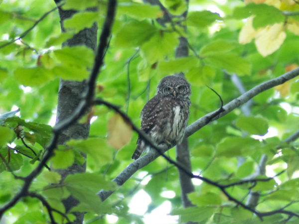 🇧🇬 [SUCCESS] 🌍 Pygmy Owl is Safe! Bulgarian court suspended the new plan of Pirin National Park