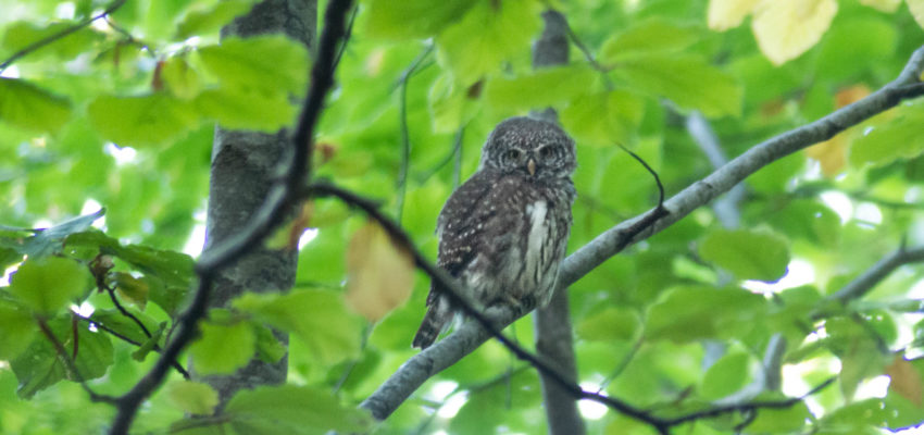 🇧🇬 [SUCCESS] 🌍 Pygmy Owl is Safe! Bulgarian court suspended the new plan of Pirin National Park