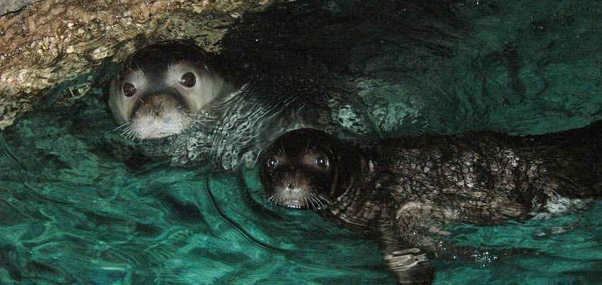 🇹🇷 [Turkey] 🌊 The Last Monk Seals of the Sea of Marmara